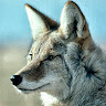 coyotereynoso