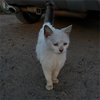 luacha2000
